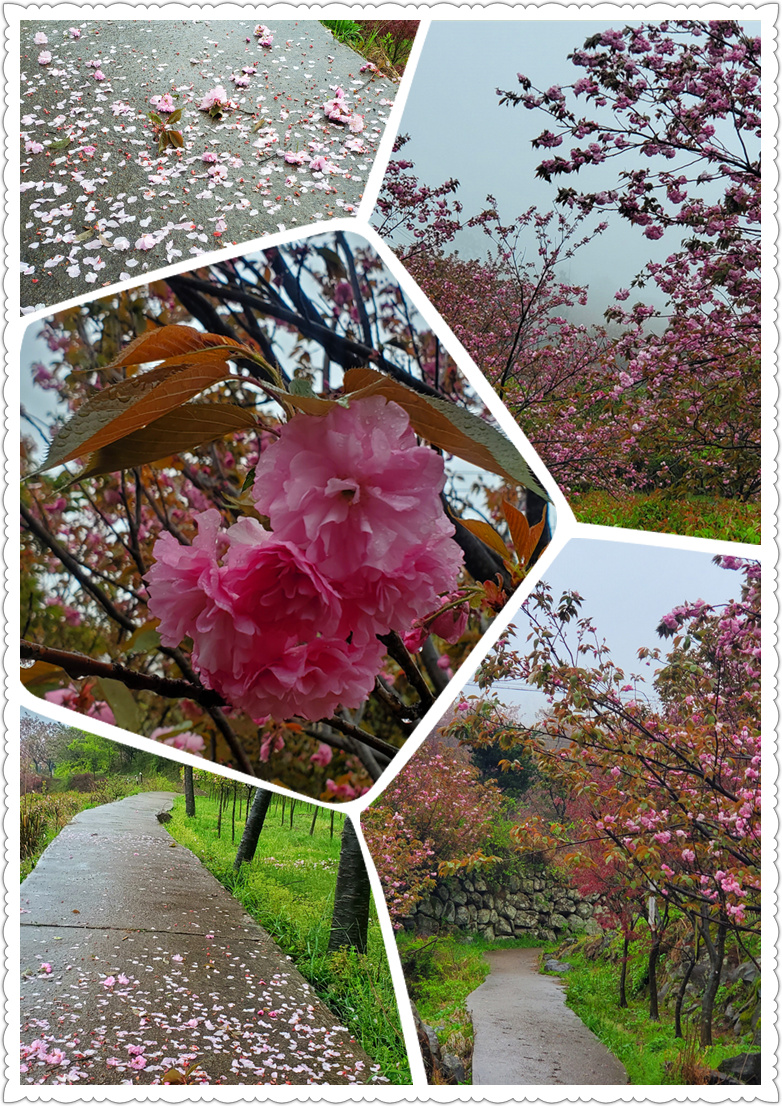 最美樱花季-从走一回青春