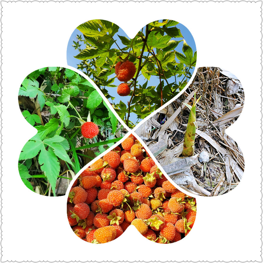 宁波古村落 – 鹿亭中村-从走一回青春