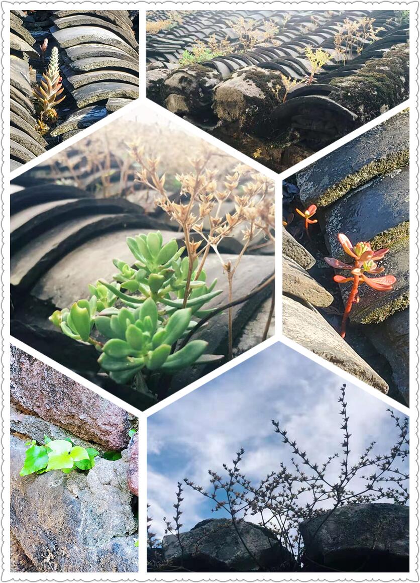 国庆假期 – 石浦渔港老城闲逛-从走一回青春