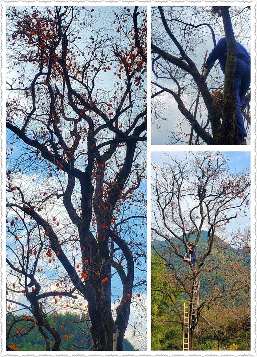 深秋时节，探访古村柿林-从走一回青春