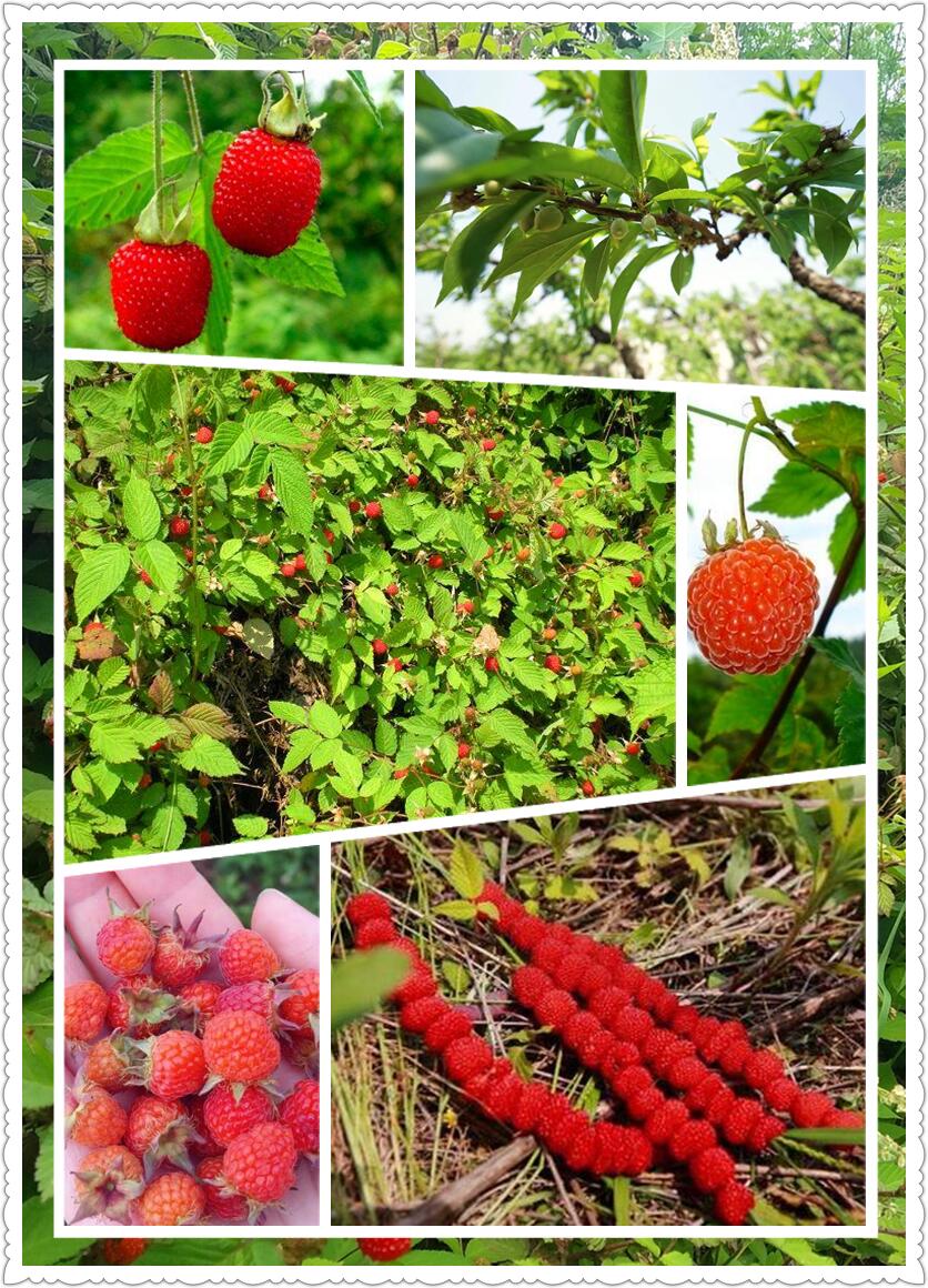 春天里，怎能少了一场野炊-从走一回青春